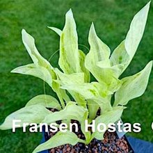 Хоста 'Лондон Фог' / Hosta 'London Fog'