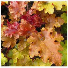 Гейхера ‘Эмбер Вэйс’ / Heuchera ‘Amber Waves’