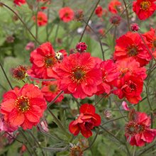 Гравилат 'Файри Тэмпест' / Geum 'Fiery Tempest'