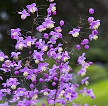 Ваcилистник Перпл Уингс / Thalictrum ‘Purple Wings’