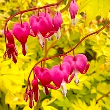 Дицентра превосходная 'Еллоу Лиф' / Dicentra spectabilis 'Yellow Leaf'