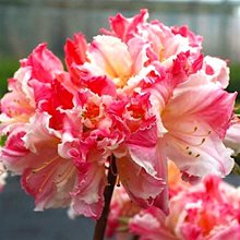 Рододендрон листопадный 'Пэйнтэд Леди' / Rhododendron luteum 'Painted Lady'