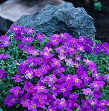 Обриета 'Каскад Перпл' / Aubrieta 'Cascade Purple’