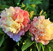 Пион 'Лоис Чойс'  / Paeonia 'Lois Choiсe'