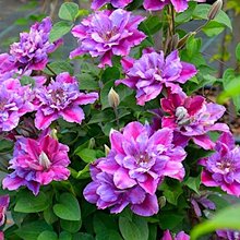 Клематис 'Бездэй Герл' / Clematis 'Birthday Girl'