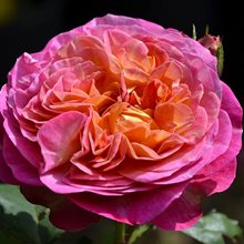 Роза   'Cэнтинье дэ Ляй ле роз' / Centenaire de l'Hay les roses, Massad