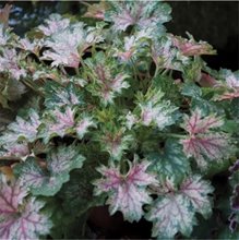 Гейхера ‘Дью Дропс’ / Heuchera ‘Dew Drops’