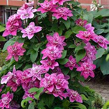 Клематис 'Май Бьюти' / Clematis 'My Beauty'