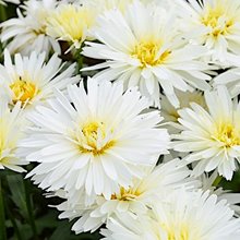 Нивяник Маунт Худ / Leucanthemum ‘Mt Hood’