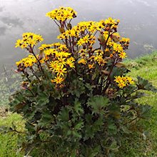 Бузульник зубчатый 'Озирис Фантазия' / Ligularia dentata 'Osiris Fantaisie'