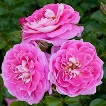 Роза Мейяна 'Морозовская' /  Lovely Pink, Meilland