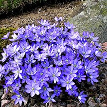 Печеночница благородная  голубая / Hepatica nobilis  blue