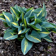 Хоста 'Пати Поппер' / Hosta hybride 'Party Popper'