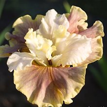 Ирис сибирский 'Винн Магнолия' / Iris sibirica 'Wynne Magnolia Peacock Butterfly® Serie'