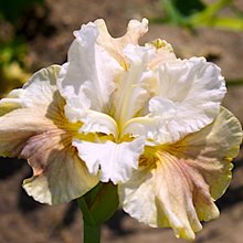 Ирис сибирский 'Винн Магнолия' / Iris sibirica 'Wynne Magnolia Peacock Butterfly® Serie'