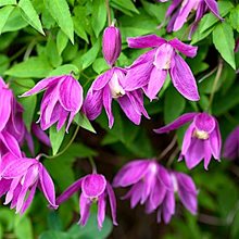 Клематис 'Констанс' / Clematis 'Constance'