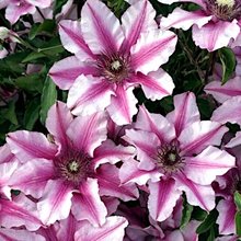 Клематис 'Изабелла' / Clematis 'Isabella'
