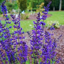 Шалфей  'Перпл Спринг' / Salvia  'Purple Spring'