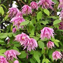 Клематис 'Пинк Сюрпрайз' / Clematis alpina 'Pink Surprise'