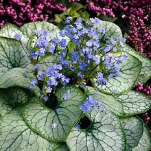 Бруннера 'Сильвер Харт' / Brunnera mac. 'Silver Heart'