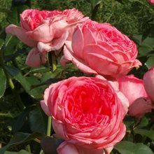 Роза Дэльбара 'Ля Роз де Молинар' /                Le Rose de Moulinard