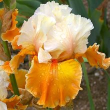 Ирис бородатый 'Транс Оранж' / Iris barbatus 'Trans Orange'