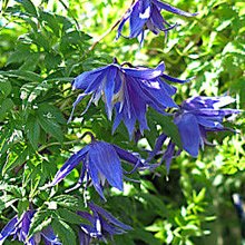 Клематис 'Лагун' / Clematis atragene 'Lagoon'