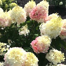 Гортензия метельчатая 'Литл Блоссом' / Hydrangea pan. 'Little Blossom''