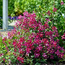 Клематис цельнолистный 'Строберри Филдс' / Clematis integrifolia 'Strawberry Fields'