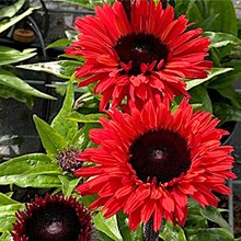 Эхинацея 'Сансикерс Рэд' / Echinacea 'Sunseekers Red'