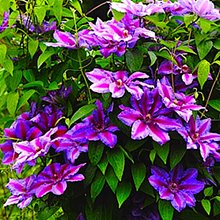 Клематис 'Акаиши' / Clematis 'Akaishi'