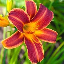 Лилейник 'Эври Дейлили Рэд Рибс' / Hemerocallis 'Everydaylily Red Ribs '