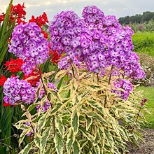 Флокс метельчатый 'Олимпус' / Phlox 'Olympus'