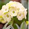 Примула ушковая 'Лаки Локет' /                       Primula  auricula   'Lucky Locket''