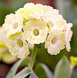 Примула ушковая 'Лаки Локет' /                       Primula  auricula   'Lucky Locket''
