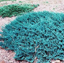 Можжевельник 'Блу Чип' /                 Juniperus 'Blue Chip'