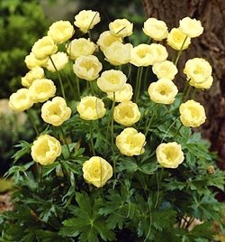 Купальница 'Чеддер' /  Trollius 'Cheddar'
