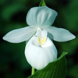 Башмачок королевы белый / Cypripedium reginae alba, Garden Orchid