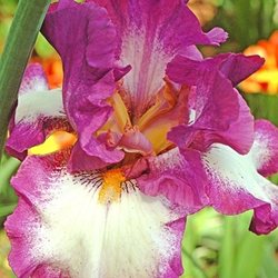 Ирис 'Теннисон' / Iris germanica 'Tennison'